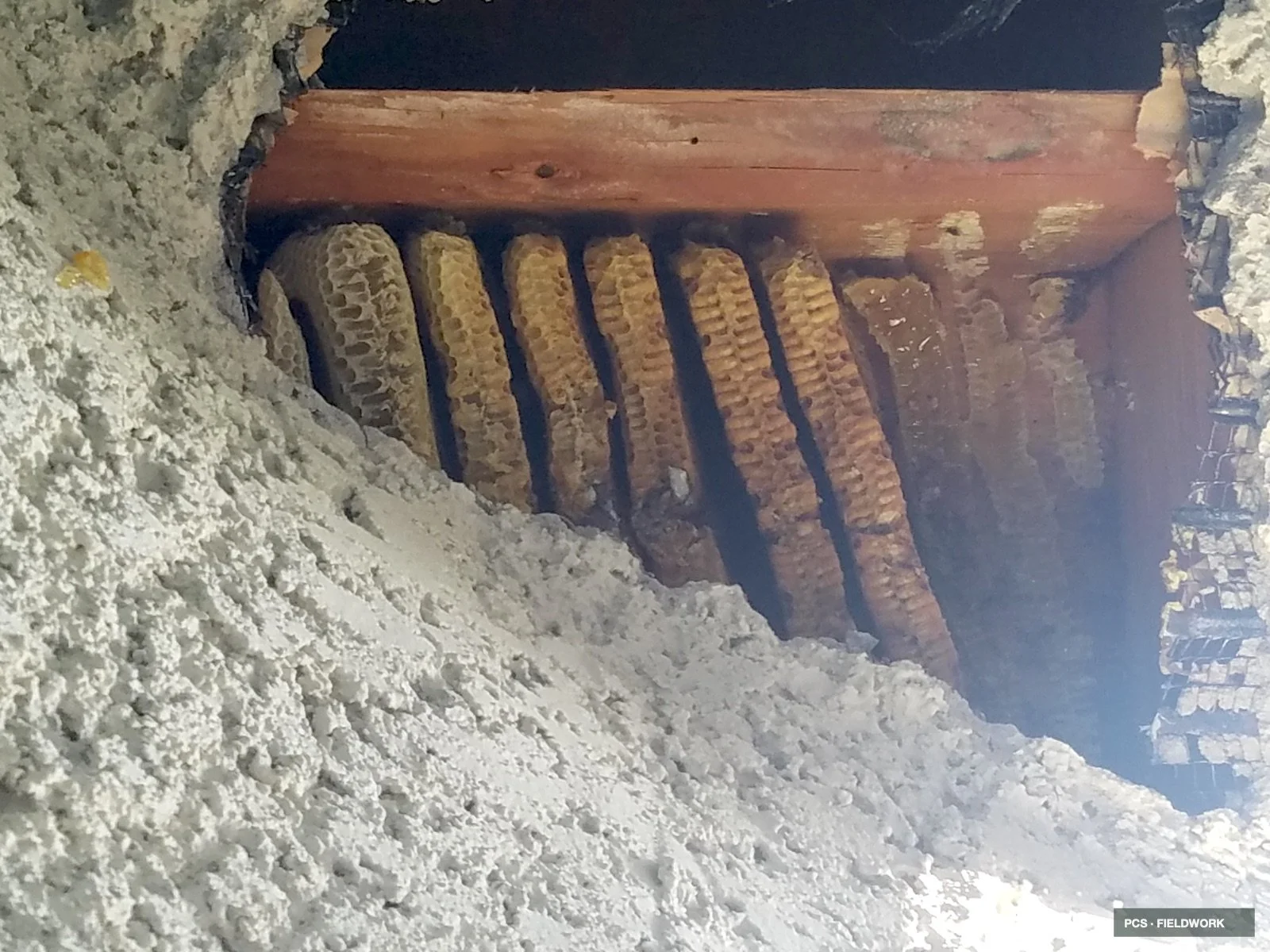 Close-up of a beehive opening with honeycombs inside, surrounded by white hive material, and a wooden support at the top.