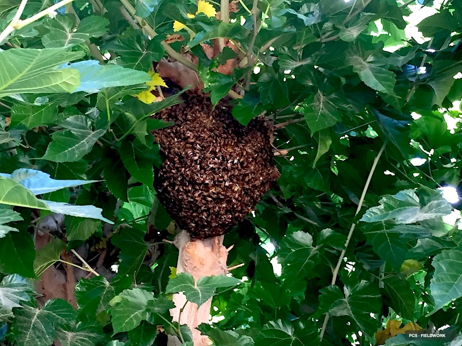 A honey bee swarm clustered on a tree trunk surrounded by green leaves.