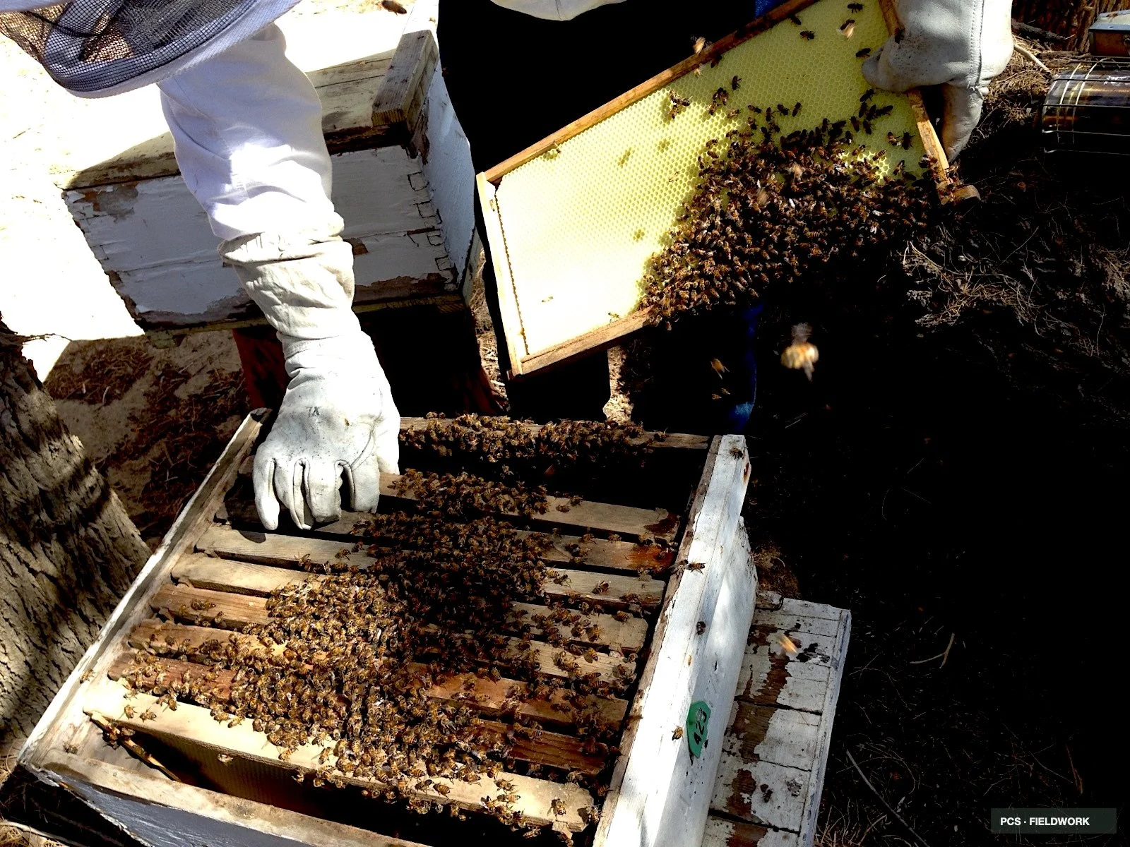 Beekeeper in white protective suit handling honeycomb frame filled with bees, with others on the ground.