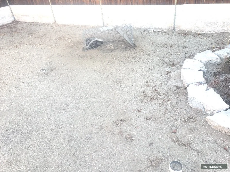 A backyard with dirt ground, a small cage containing a raccoon, and a border of large white rocks on the right side.