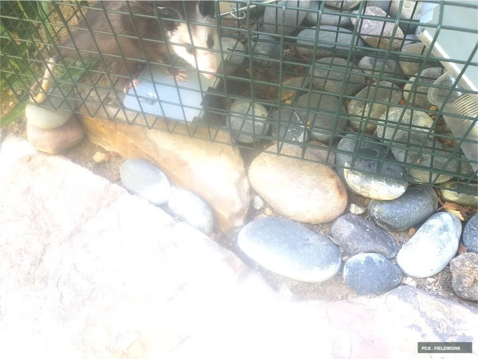 A ferret inside a wire cage outdoors, surrounded by rocks and stones, with some leaves and a plastic bottle in the background.