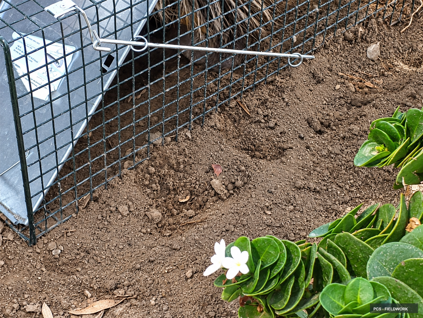 restored-02-trap-garden.png
