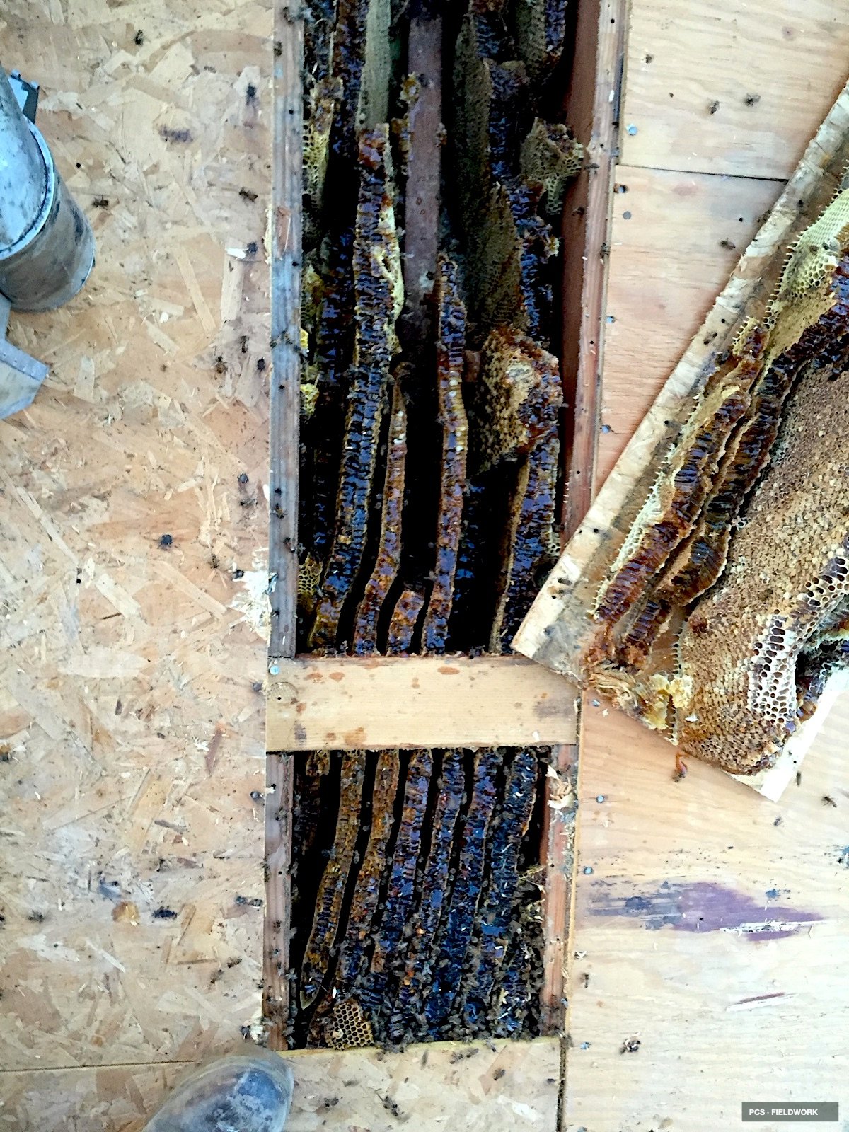 Close-up view of honeycomb frames with bees on a wooden beekeeping hive during fieldwork.