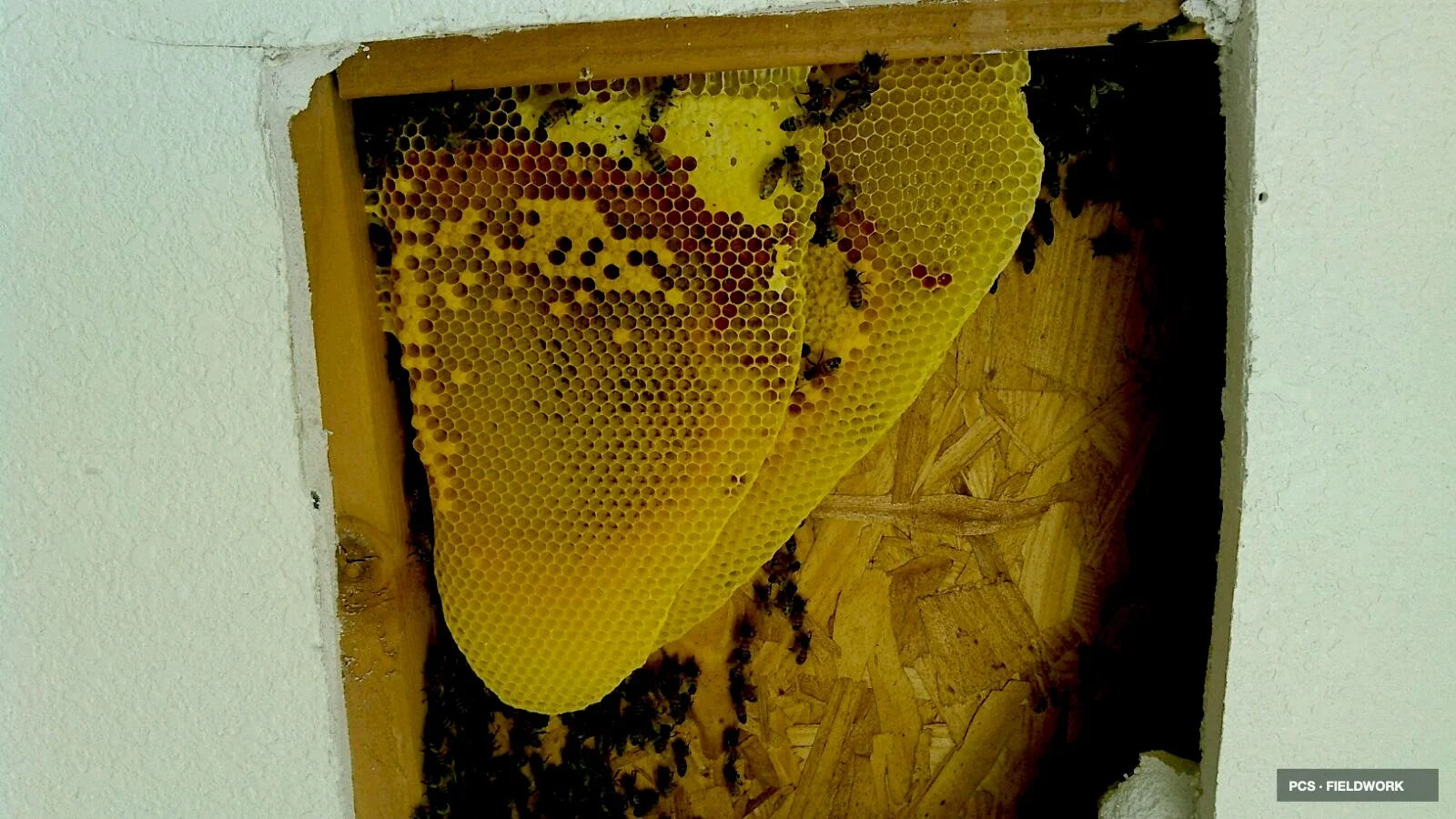 Honeycomb with bees on wood inside a wall cavity.