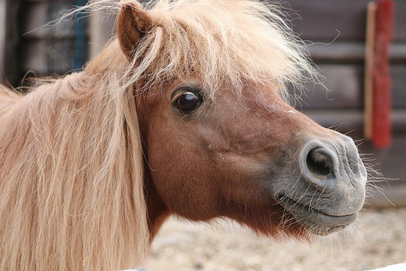 Close-up of a small brown horse with a fluffy blonde mane, standing outdoors near a wooden fence.