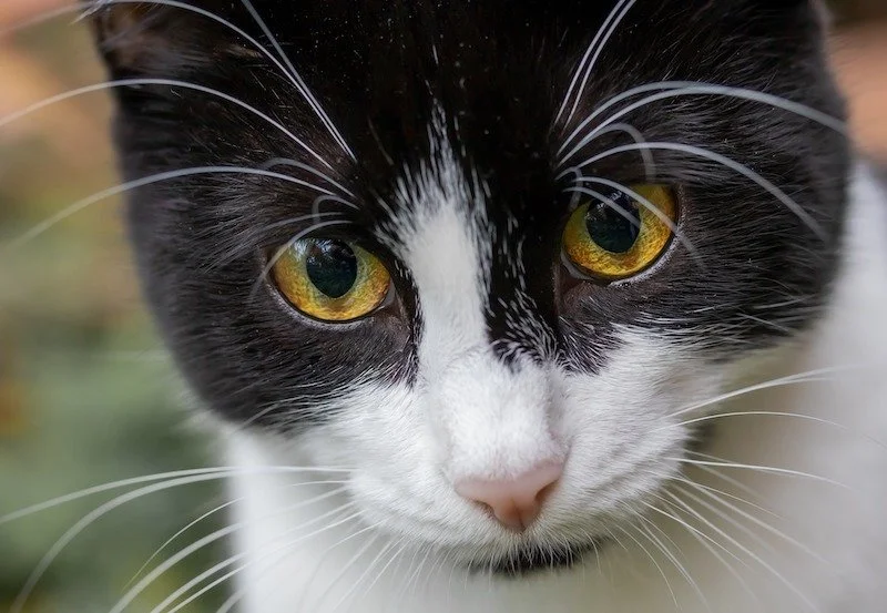 Close-up of a black and white cat with yellow eyes