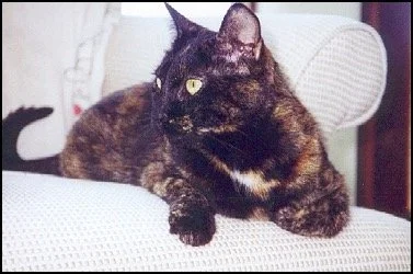 A tortoiseshell cat lying on a white couch with a headrest in the background