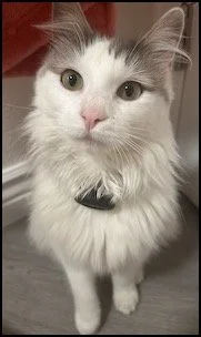 White and gray long-haired cat with green eyes and a black collar.