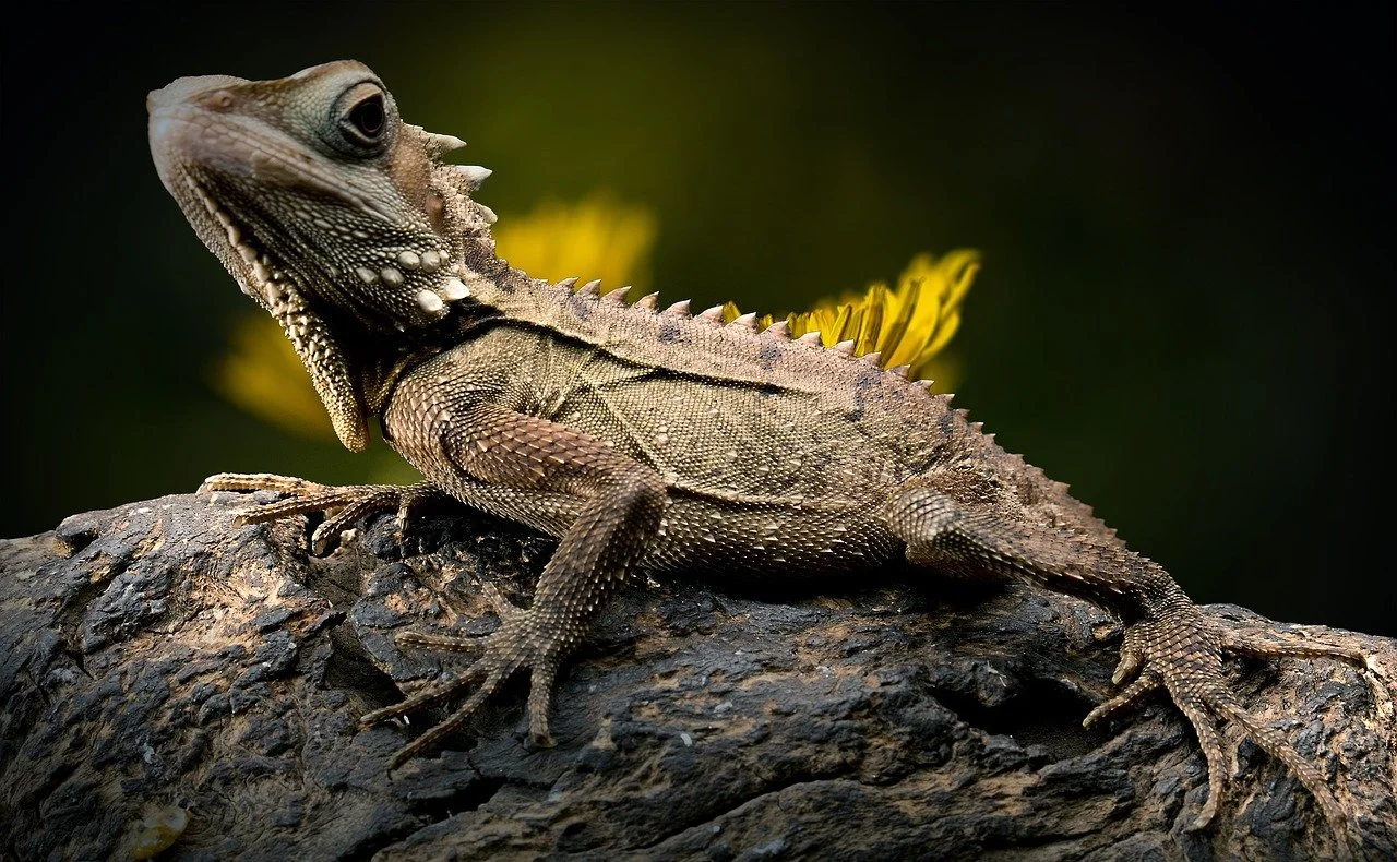 Intelligence, Intellect, and the Quiet Wisdom of Other Species