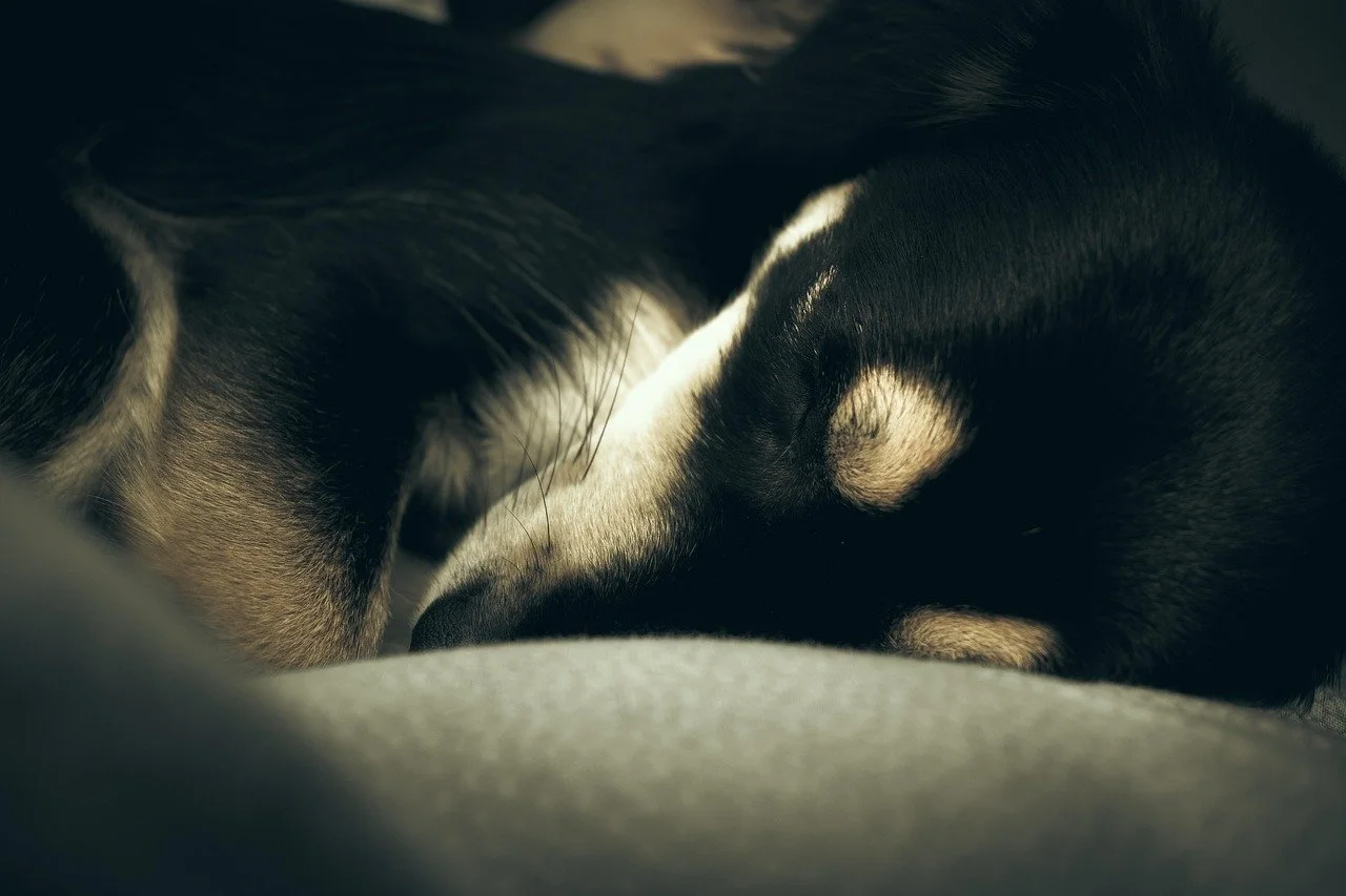 Telepathic Conversations with Dogs Across Cultures