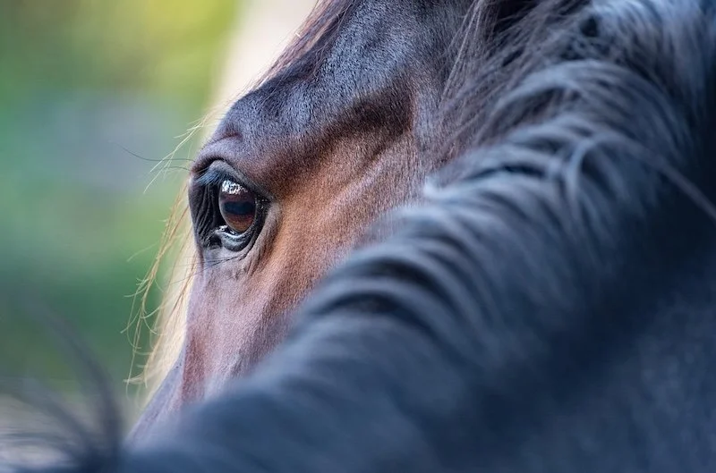 When Beliefs Block Animal Communication &amp; What Animals Reveal Beyond Them