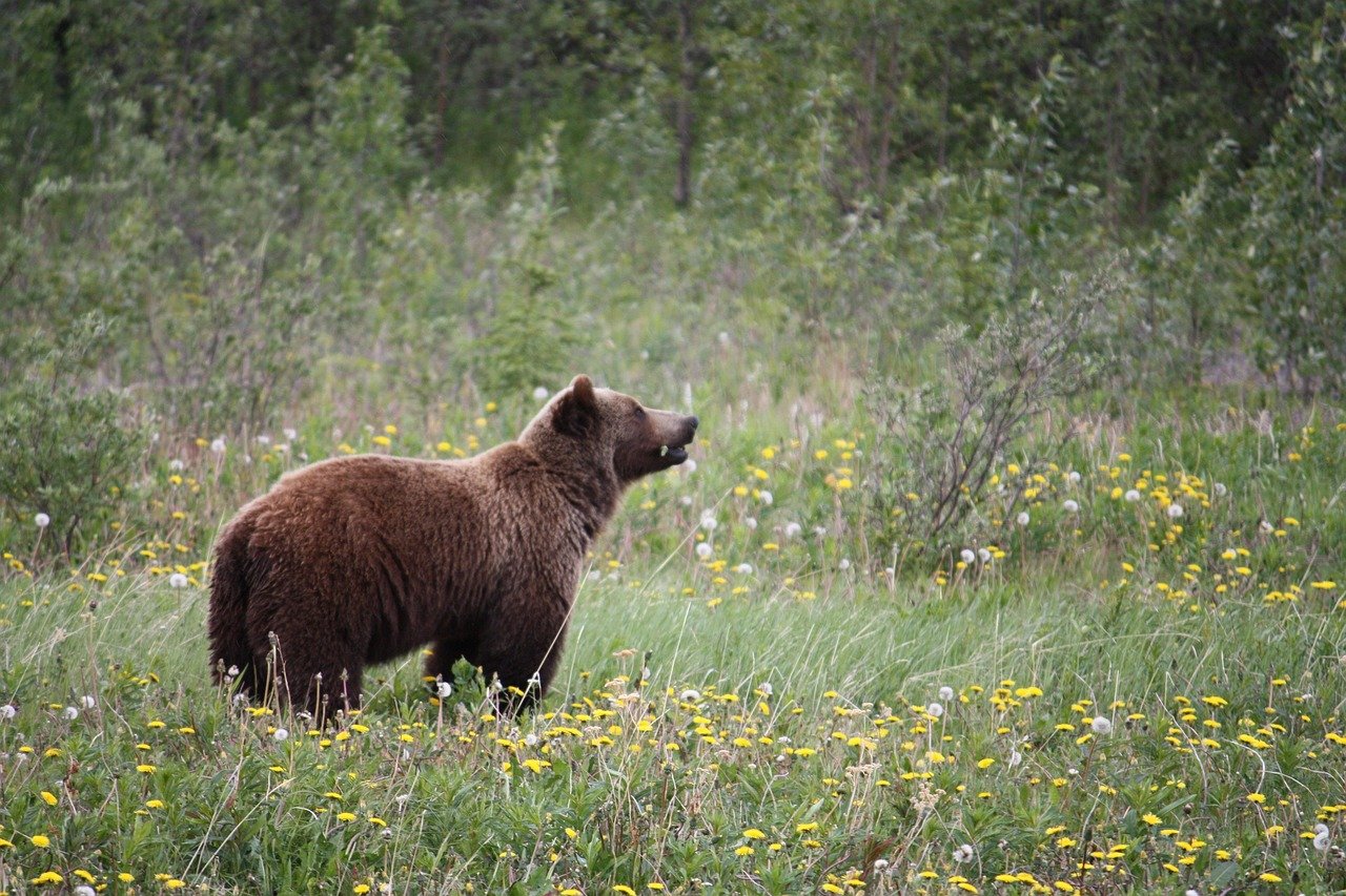 Grizzly Bear Collaboration