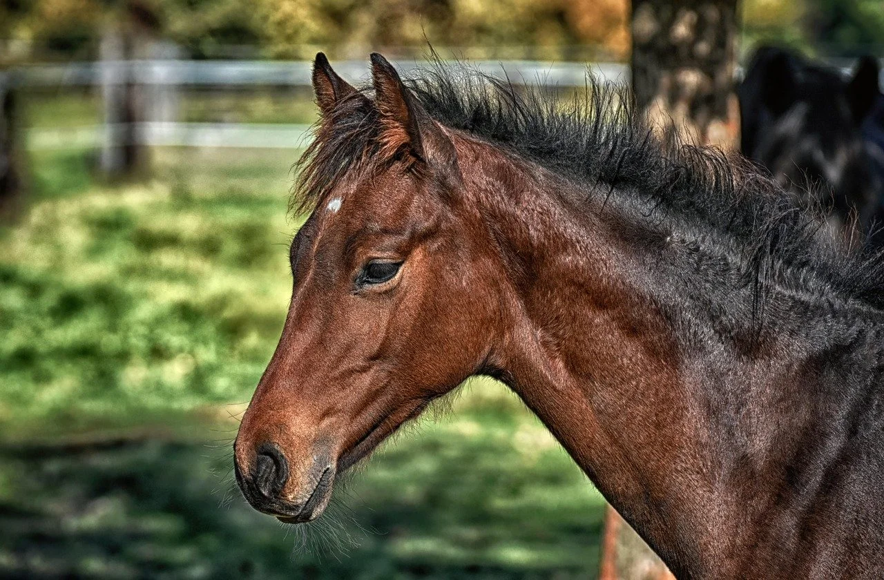 Recognizing and Handling the Misuse of Interspecies Telepathic Communication