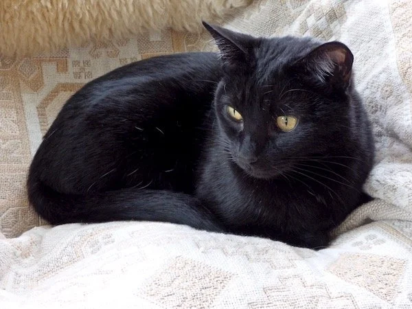 The Surprise Outcome of Group Animal Communication