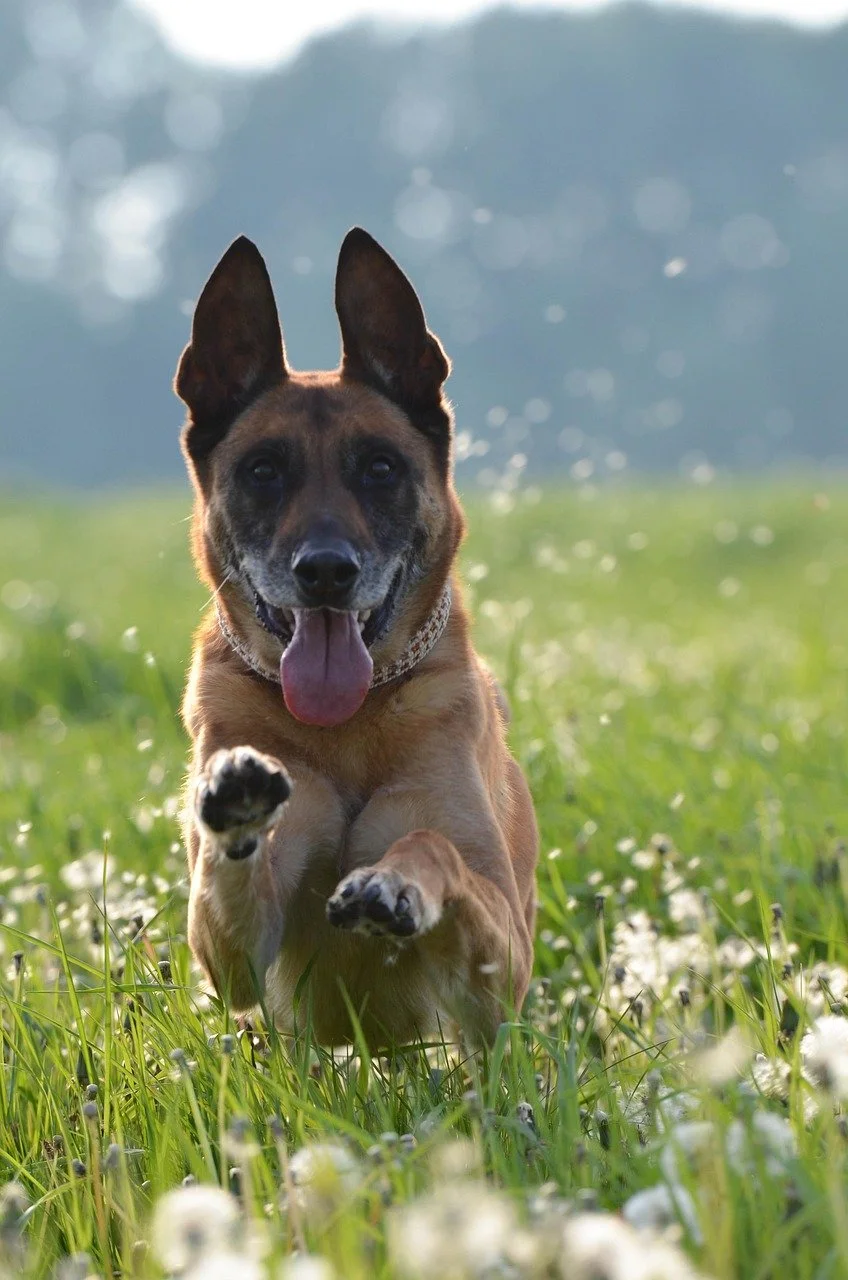 Gifts from Animals After Death