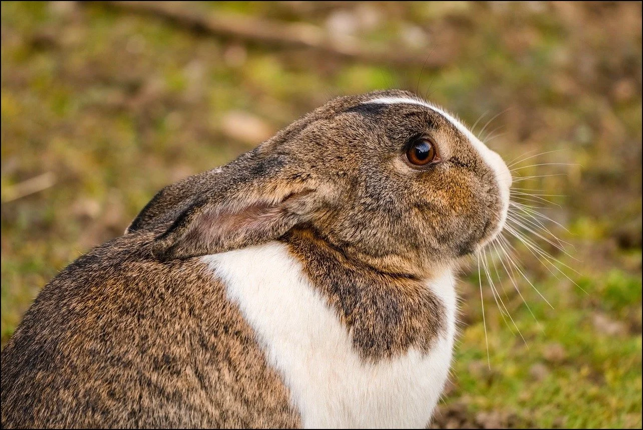 Remarkable Ways Animals Take Care of Us