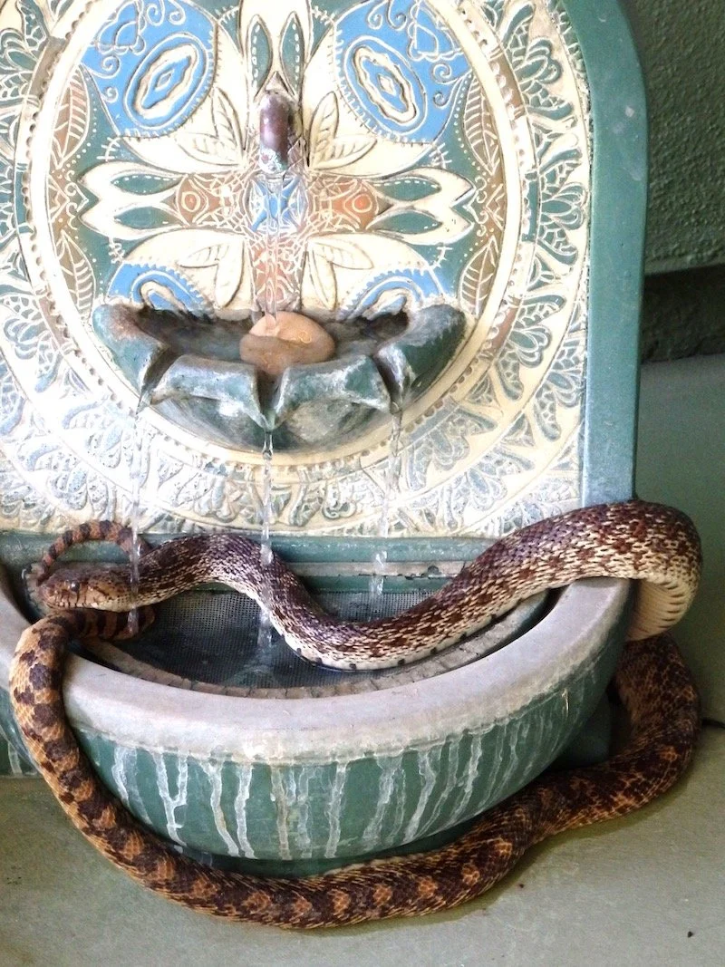Guardian Kingsnake Answers My Call
