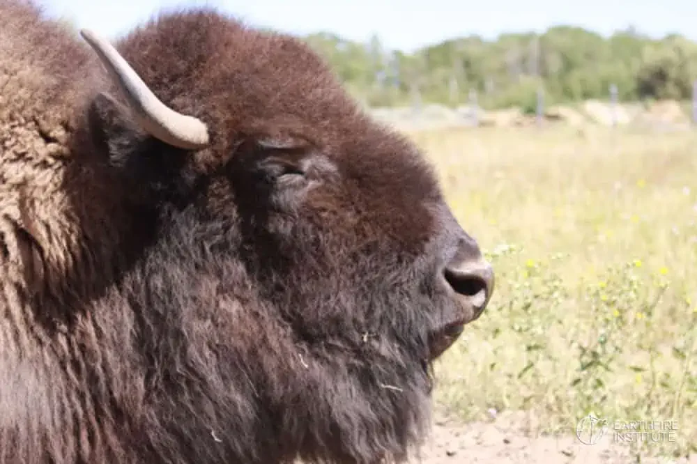 Bluebell Bison on Healing the Planet