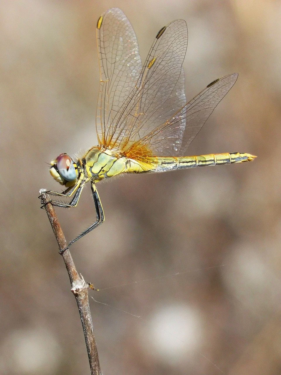 Dragonfly Vision