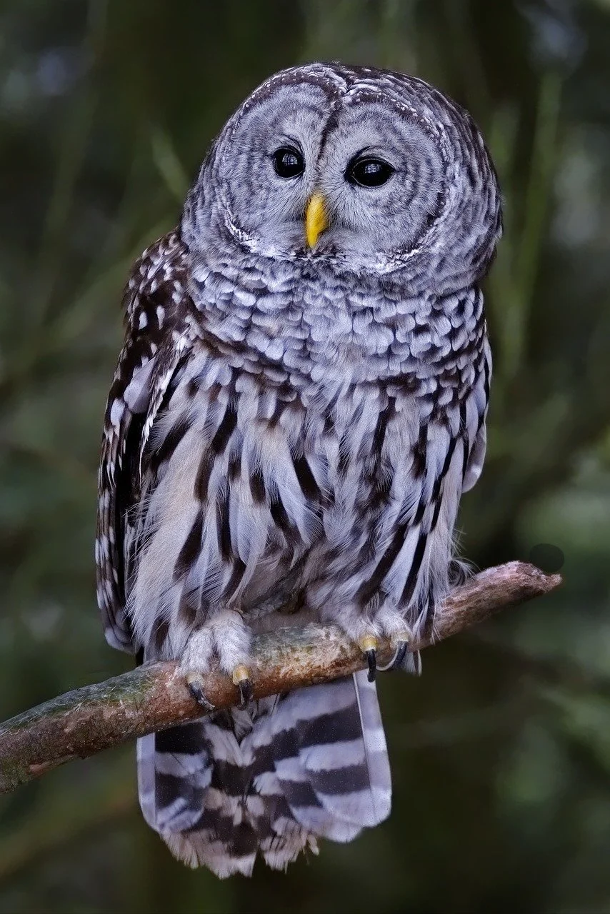Owls Who Fly with Broken Wings