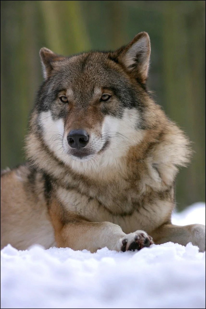From Wolves and Dolphins about Humans Exterminating Them