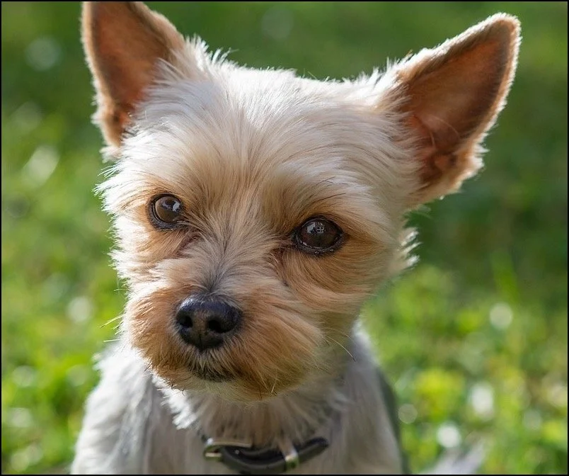 The Animal Communication Genie