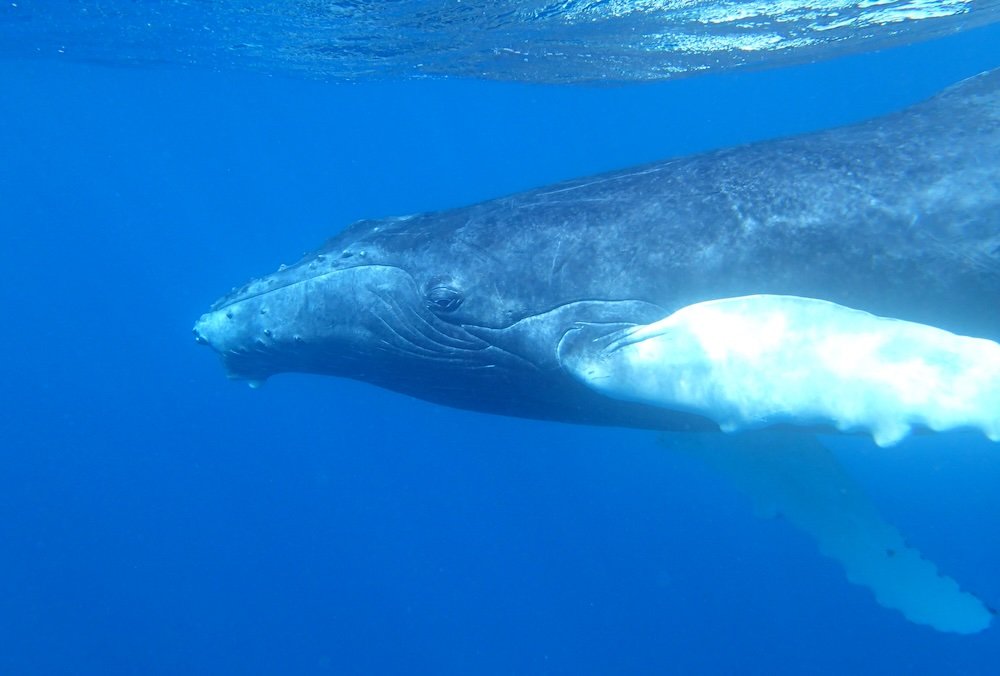 When Hearts Open: A Whale Rescue, Group Meditation, and the Power of Collective Presence