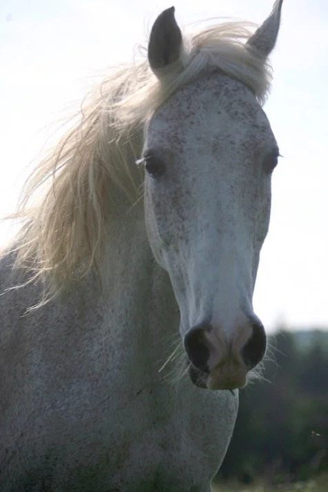 Ask Before You Ride A Horse