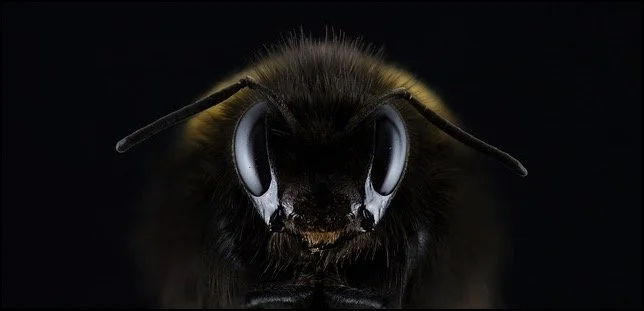 Wild and Buzzing Animal Communication