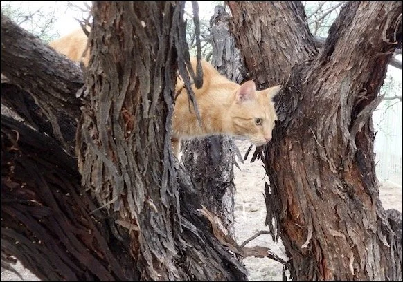 The Cat Who Would Be Free