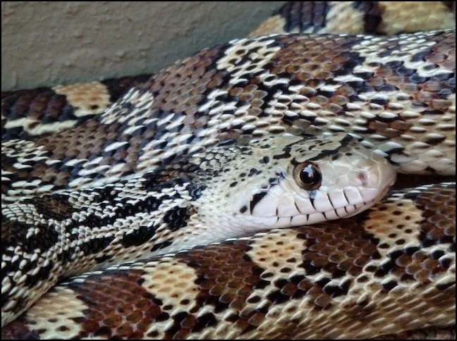 Living and Communicating with Wild Animals