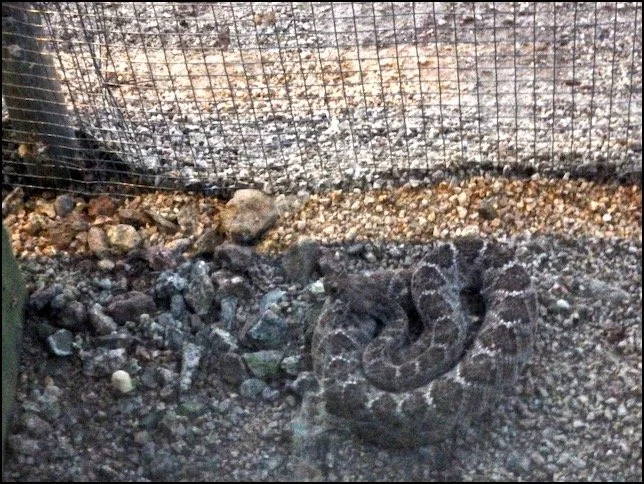Why the Rattlesnake Returned