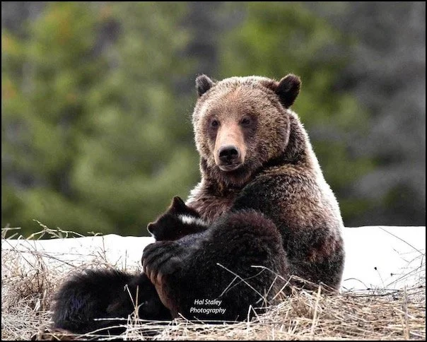 The Harrowing Ordeal of a Mom and Cub Grizzly Bear