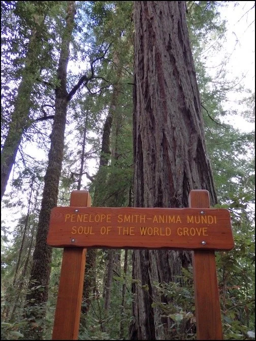 Ancient Redwood Friends