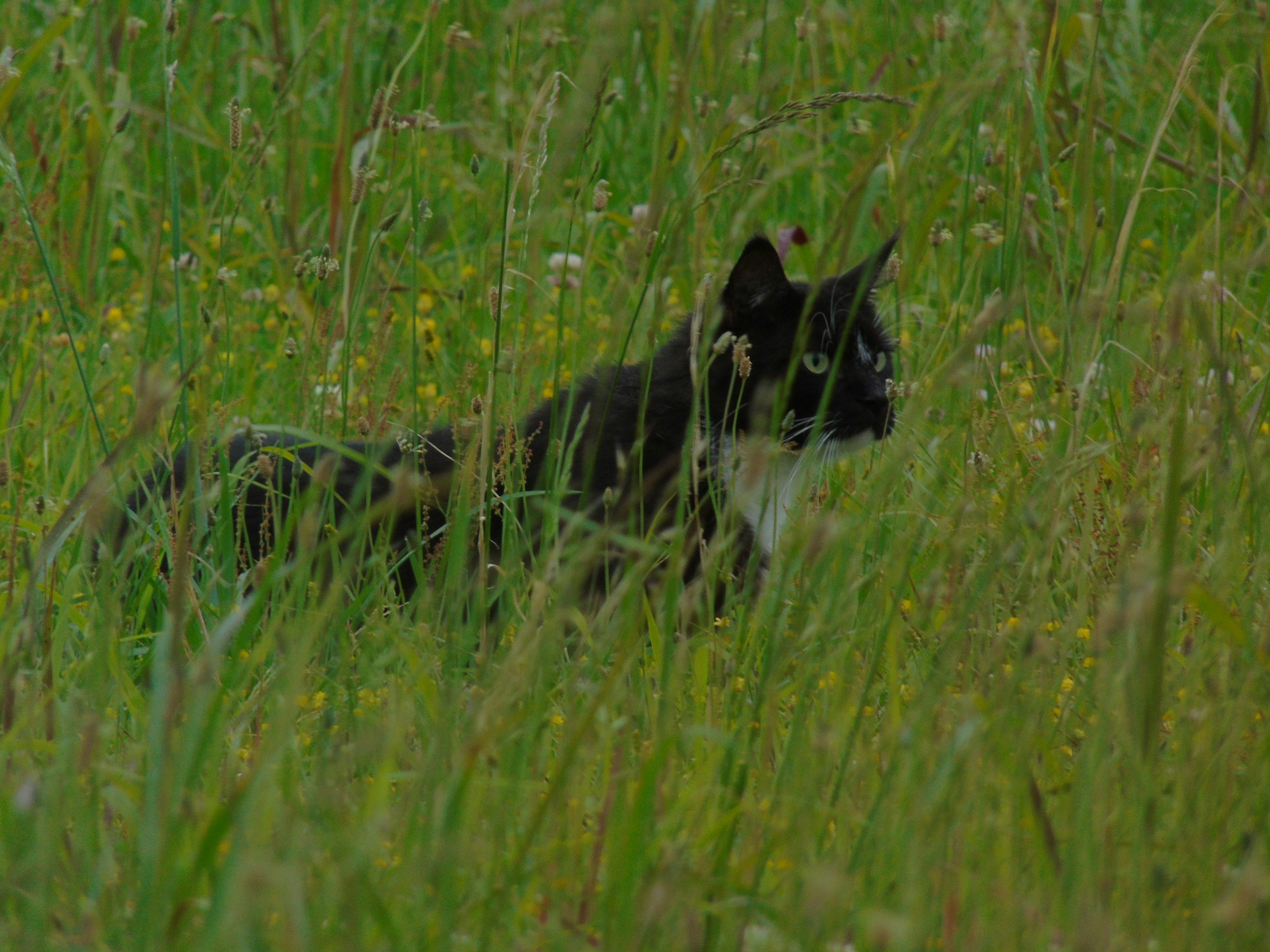 Are Cats Cruel When They Hunt?
