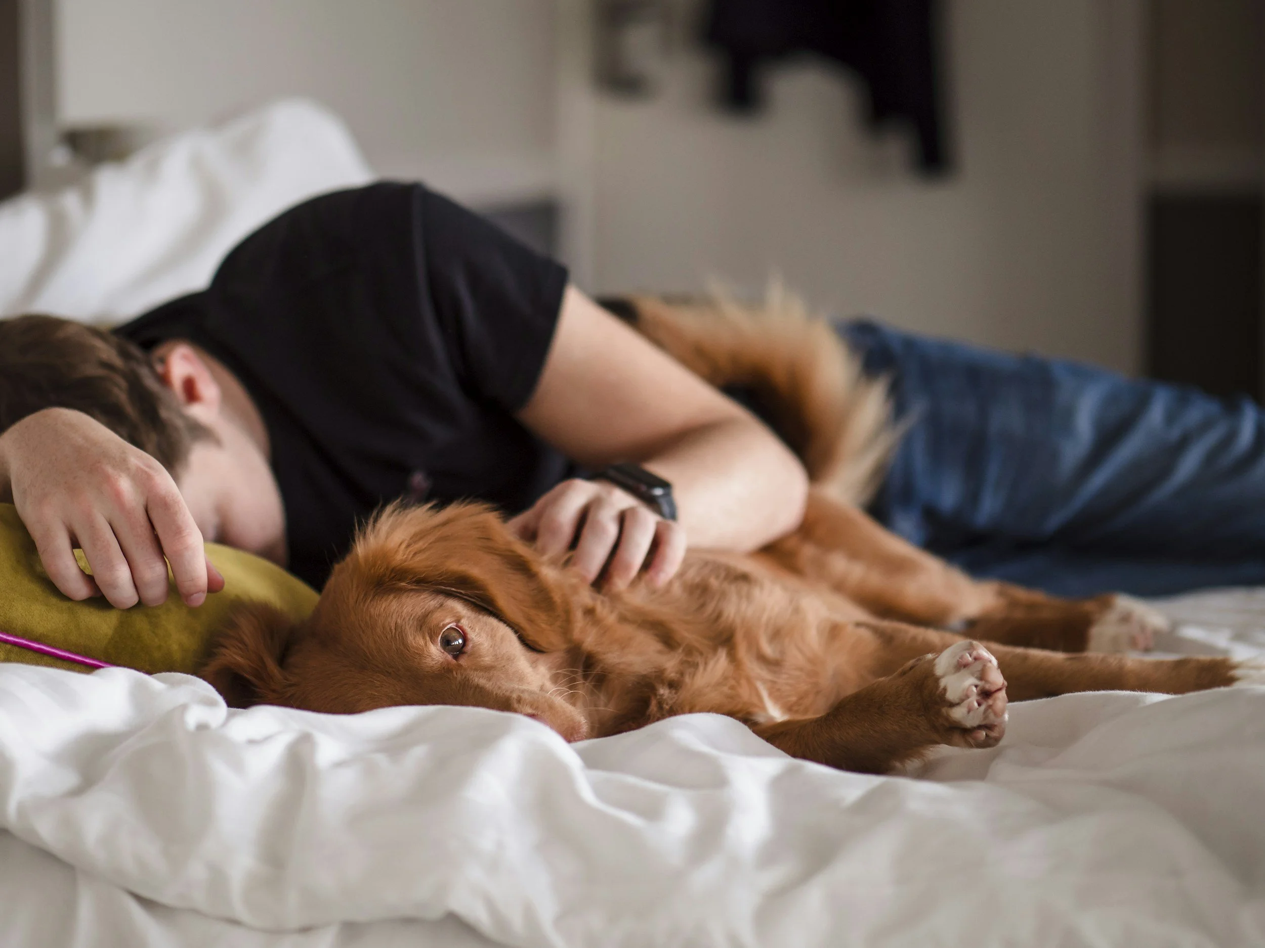 Do Animals Take On Illness for People?