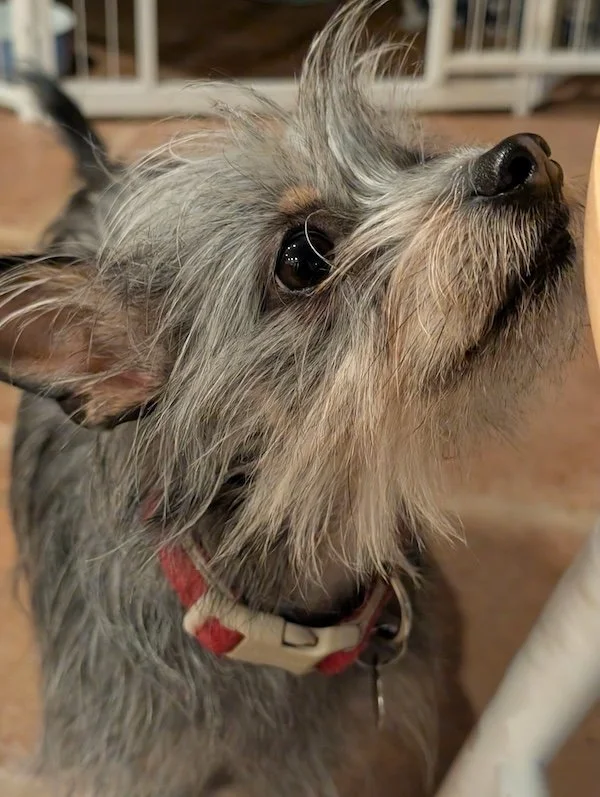 A Dream, an Animal Message, and the Mystery of Shared Souls