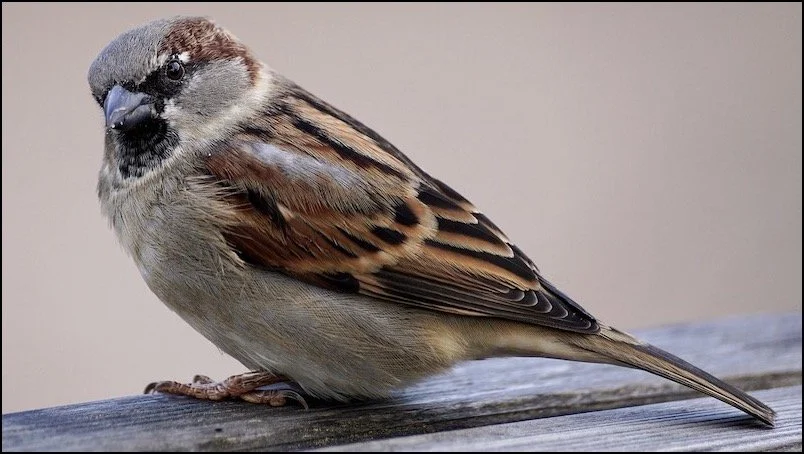 Nuggets of Animal Wisdom on Restoring Planetary Health