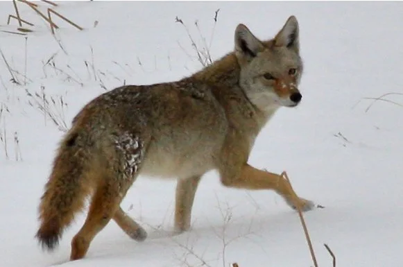 Coyote Trickster Power