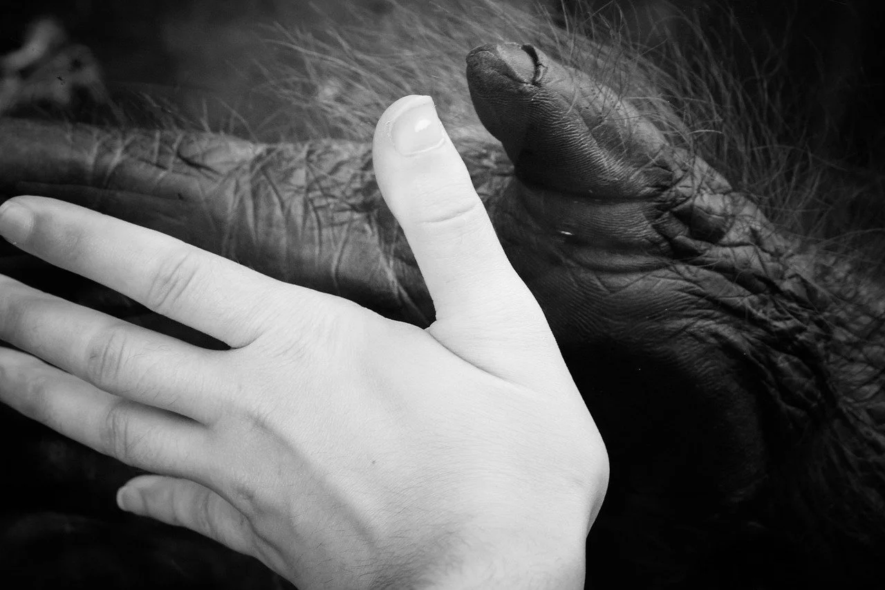 Animal Suffering and What We Can Do About It