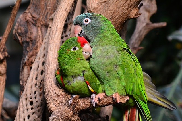 Can We Listen to Animal Conversations?