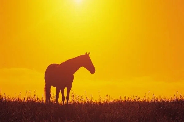 Wild Horse Request