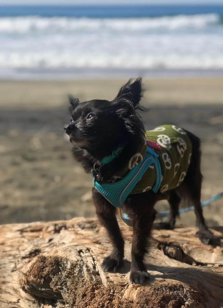 Pepito’s Last Adventure