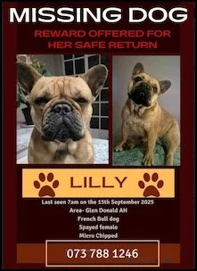 Missing dog poster for Lilly, a French Bulldog, last seen on September 15, 2025 in Area-Glendon, MD. Reward offered for her safe return. Features photos of the dog and a contact number.