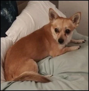 Small tan dog lying on a bed with white pillows and light green sheets, looking at the camera.