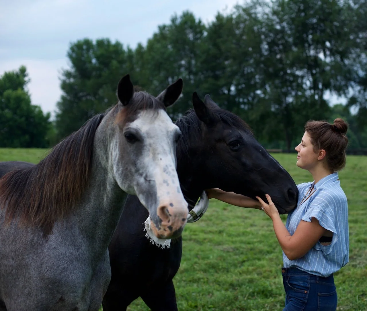 A woman in a blue striped shirt is gently touching the nose of a black horse, while a gray and white horse stands nearby on a green field with trees in the background.