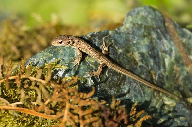 Small brown lizard on a dark green rock with moss and brown plants in the foreground, green blurry background.