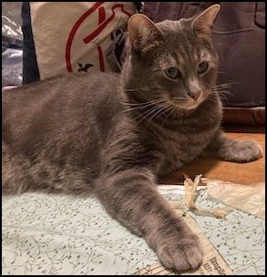 Gray cat lying on a table next to papers and a bag.