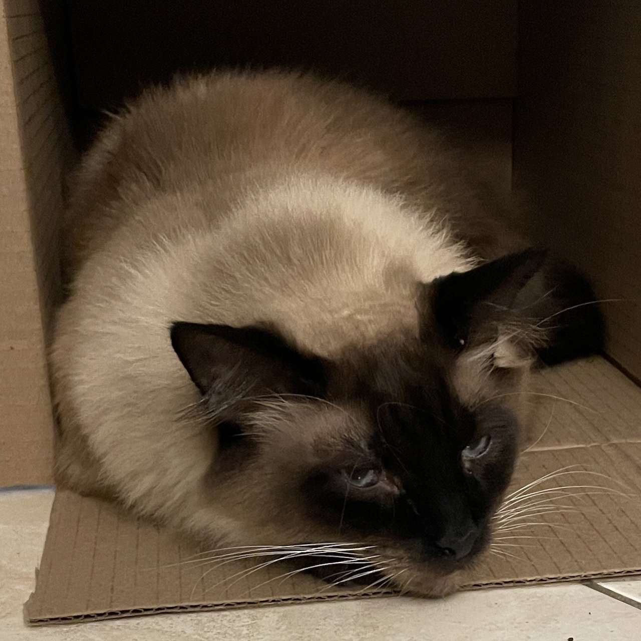 A Siamese cat with cream and brown fur lying on a cardboard box.