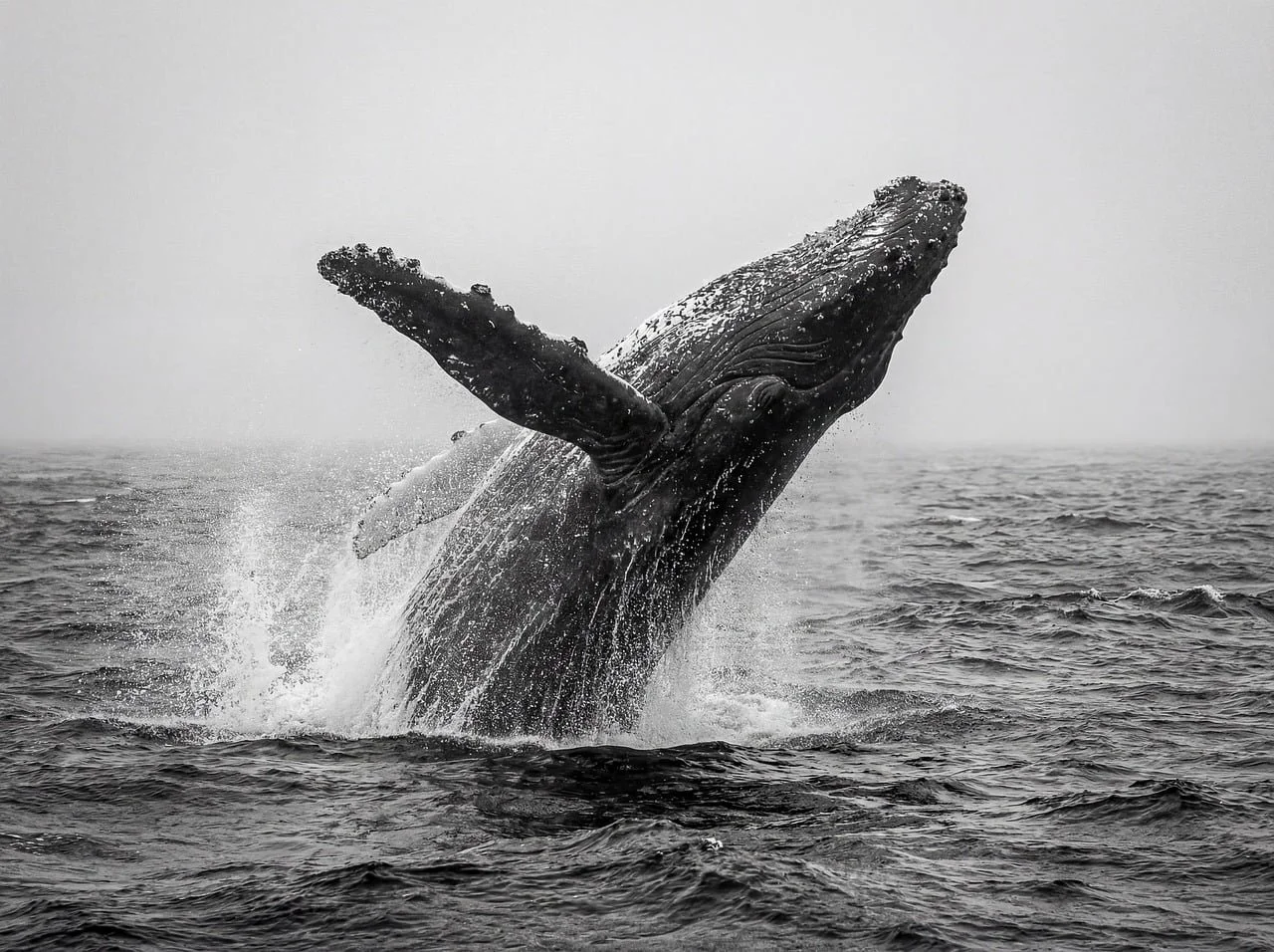 A whale breaching out of the ocean water, with water splashing around it, in black and white.